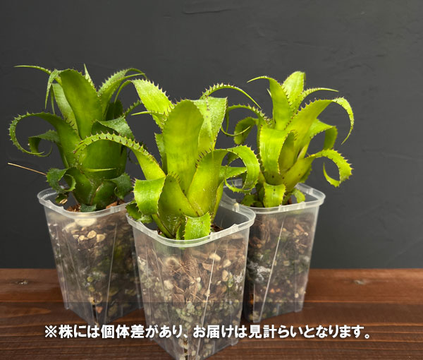 ネオレゲリア:ムーレアナ 3号鉢植え