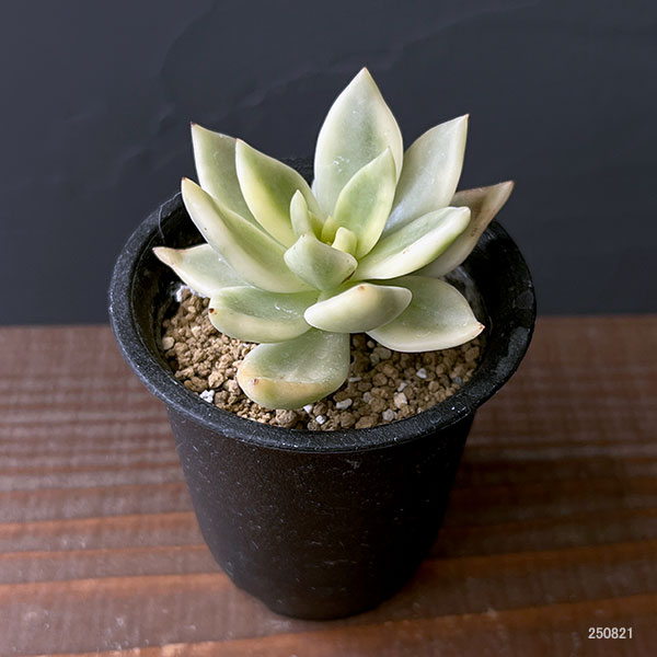 エケベリア:クレムネリア スカフィラ 2.5号鉢植え