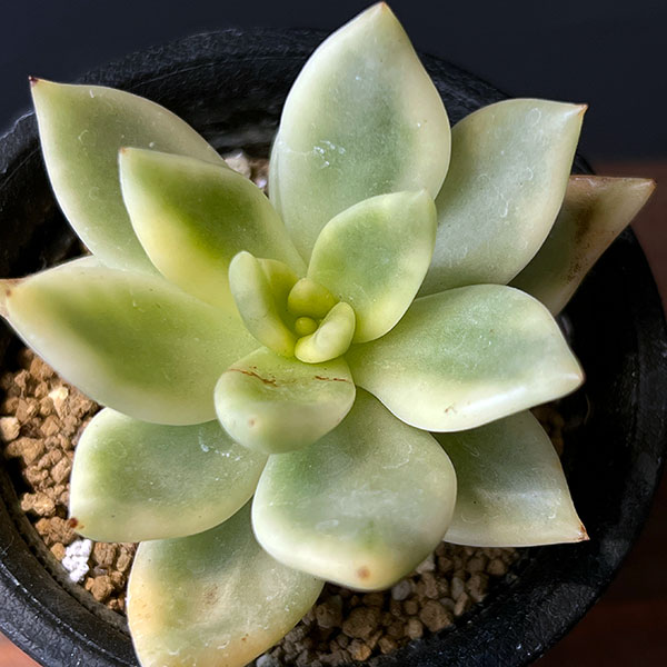 エケベリア:クレムネリア スカフィラ 2.5号鉢植え