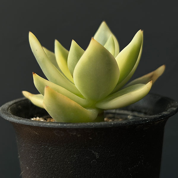 エケベリア:クレムネリア スカフィラ 2.5号鉢植え