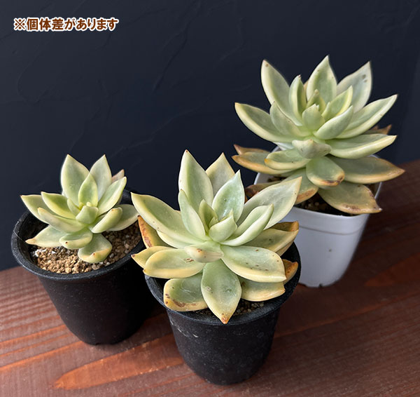 エケベリア:クレムネリア スカフィラ 2.5号鉢植え