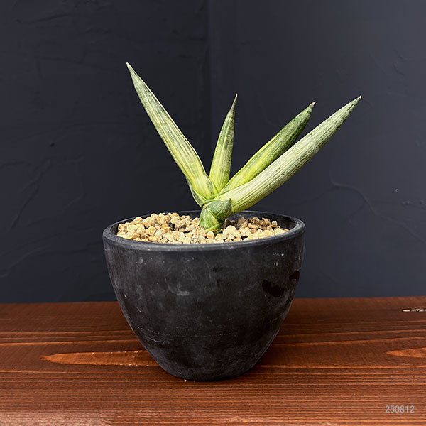 サンセベリア:ボンセレンシス スノーホワイト 3.5号鉢植え25-02