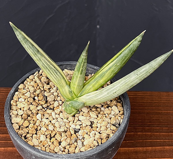 サンセベリア:ボンセレンシス スノーホワイト 3.5号鉢植え25-02