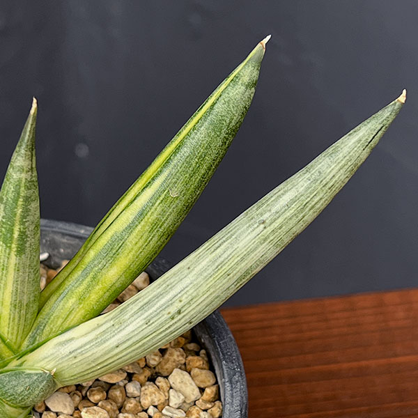 サンセベリア:ボンセレンシス スノーホワイト 3.5号鉢植え25-02
