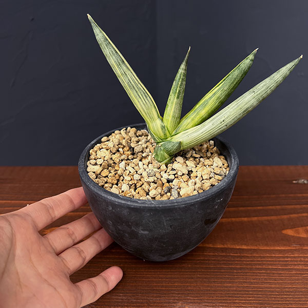 サンセベリア:ボンセレンシス スノーホワイト 3.5号鉢植え25-02
