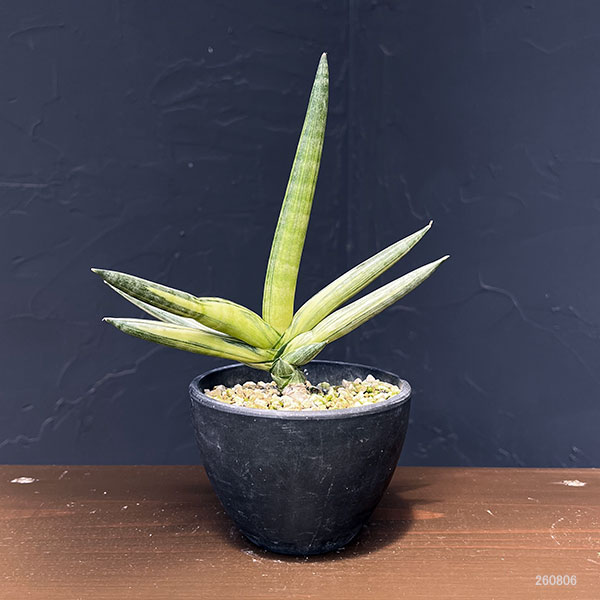 サンセベリア:ボンセレンシス スノーホワイト 3.5号鉢植え25-02