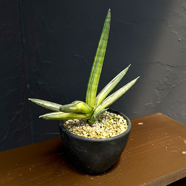 サンセベリア:ボンセレンシス スノーホワイト 3.5号鉢植え25-02