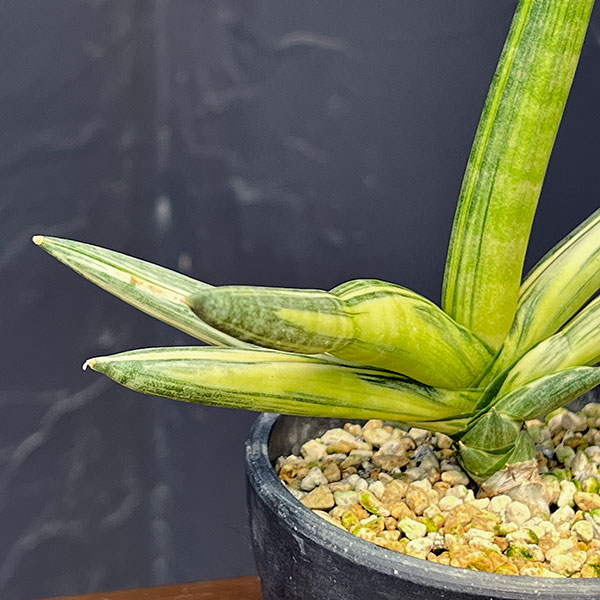 サンセベリア:ボンセレンシス スノーホワイト 3.5号鉢植え25-02