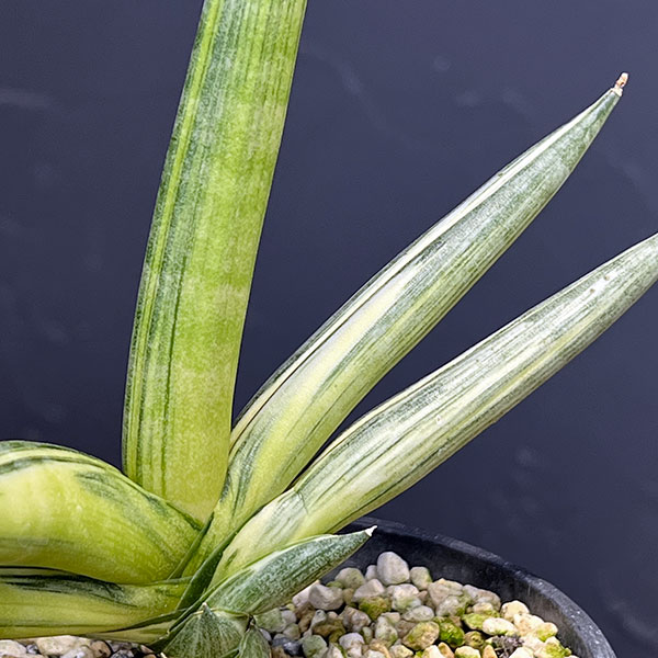 サンセベリア:ボンセレンシス スノーホワイト 3.5号鉢植え25-02