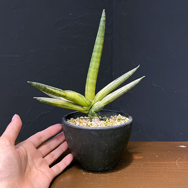 サンセベリア:ボンセレンシス スノーホワイト 3.5号鉢植え25-02