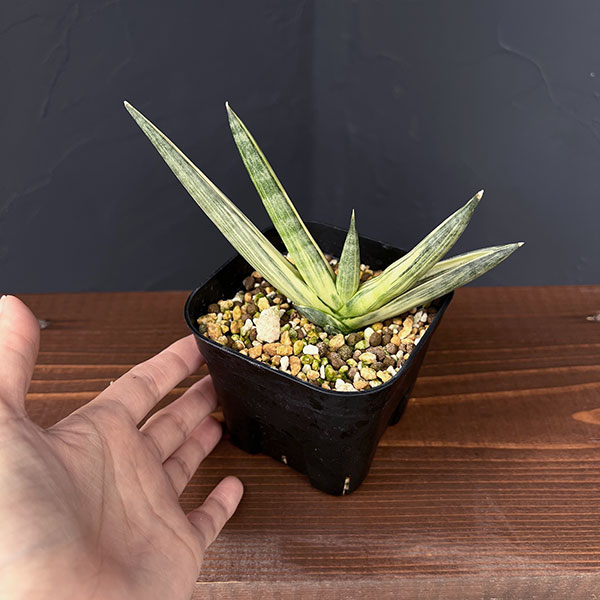 [ザ・ファームセレクト]サンセベリア：ボンセレンシス　スノーホワイト　3.5号鉢植え25-03