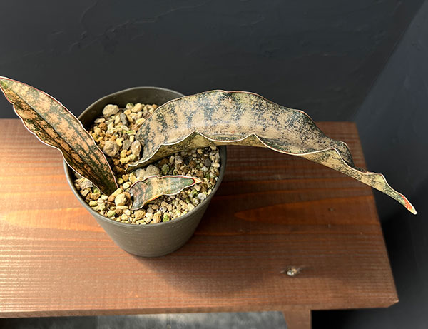 サンセベリア:キルキー コパトーン 3.5号鉢植え