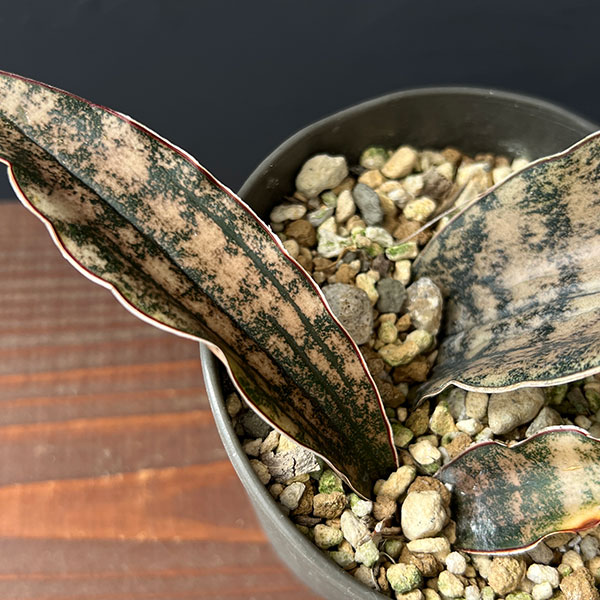サンセベリア:キルキー コパトーン 3.5号鉢植え