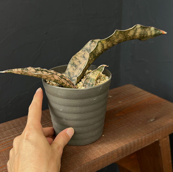 サンセベリア:キルキー コパトーン 3.5号鉢植え