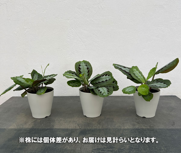 マランタ:マッサンゲアナ 3.5号ポット
