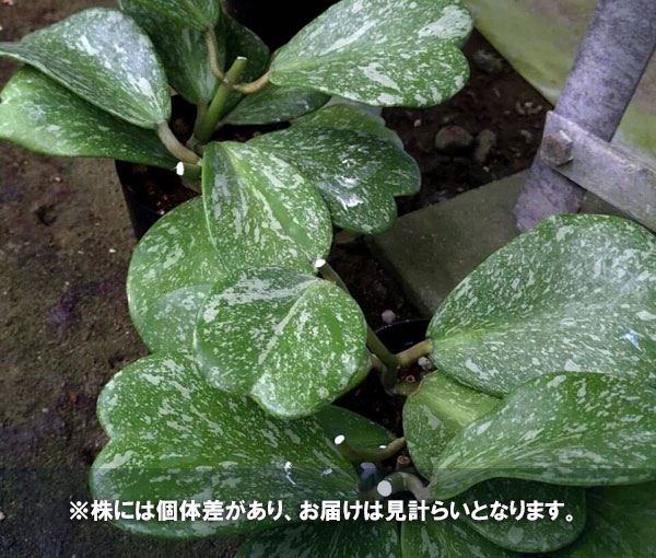 ホヤ：カーリースプラッシュ（極上斑）　3.5号ポット