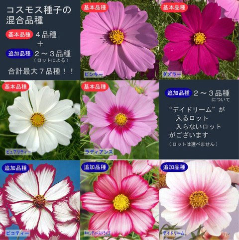 コスモス センセーション（中生）6～7色ミックス種子100ミリリットル詰 [20平米分　タネ 春～初夏まき 大輪長期開花の人気種]