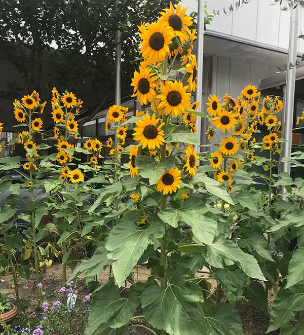 ヒマワリ・コンサートベル10ミリリットル入[タネ 4～8月まき 花が段々で咲く新タイプ 無花粉で切り花にも向く]