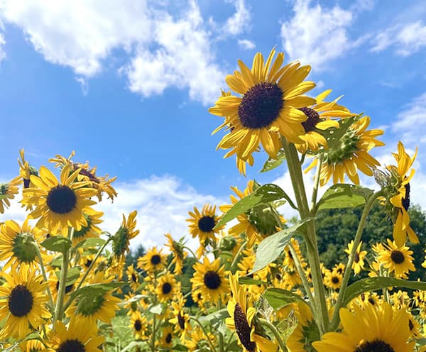 ヒマワリ・コンサートベル10ミリリットル入[タネ 4～8月まき 花が段々で咲く新タイプ 無花粉で切り花にも向く]