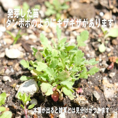 [25年8月下旬予約]シャーレポピー（ダブル）花色ミックス種子100ミリリットル詰