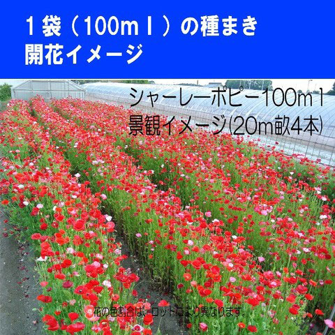 [25年8月下旬予約]シャーレポピー（シングル）花色ミックス種子100ミリリットル詰