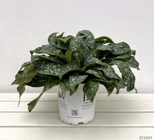 プルモナリア:ピンクアブルー5号鉢植え