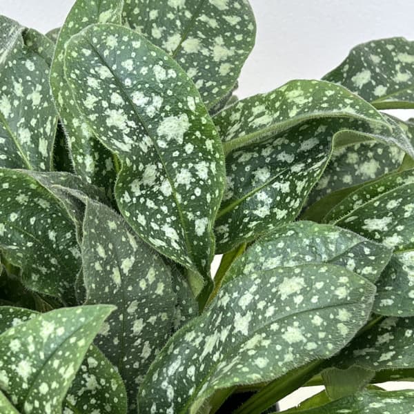 プルモナリア:ピンクアブルー5号鉢植え