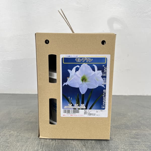 ポットアマリリス  モンブラン（白）鉢植え