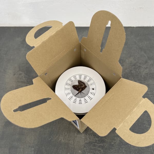 ポットアマリリス  モンブラン（白）鉢植え