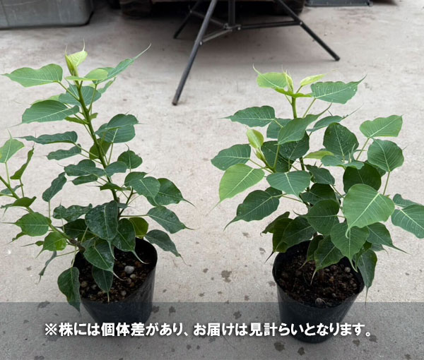 フィカス:レリジオーサ(スリーマハーボダイジュ)コンパクタ 4号ポット