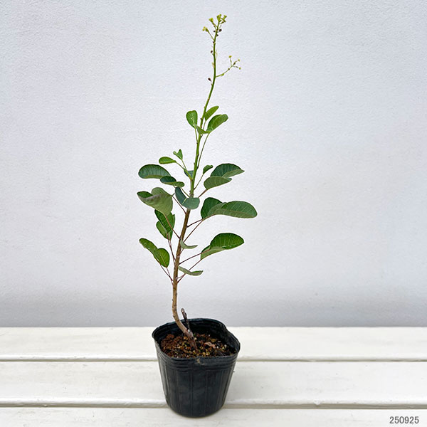 スモークツリー：パステルシュシュ3号ポット