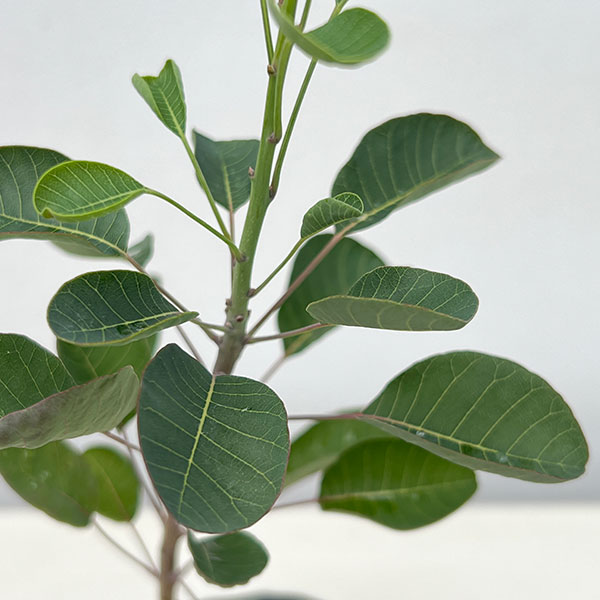 スモークツリー：パステルシュシュ3号ポット