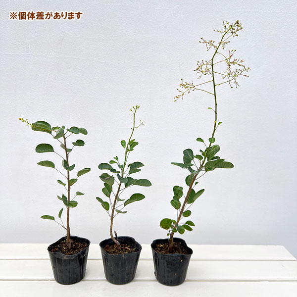 スモークツリー：パステルシュシュ3号ポット