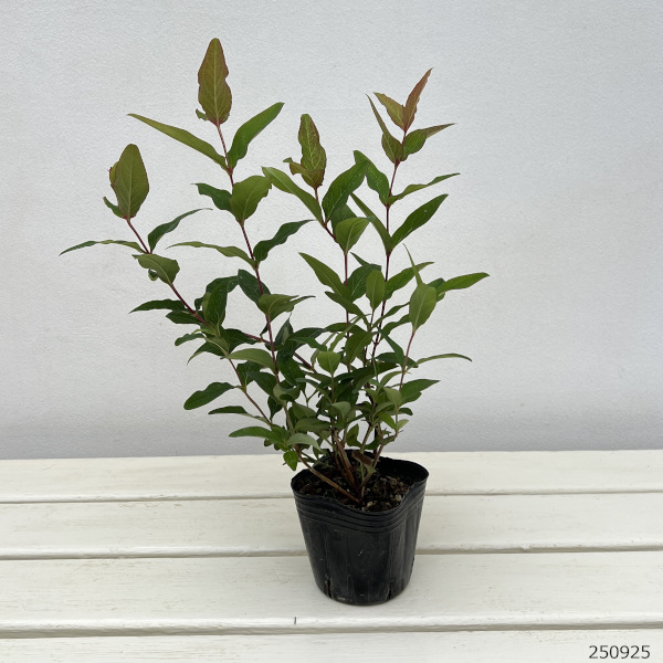 ヒペリカム：ミラクルナイト3号ポット