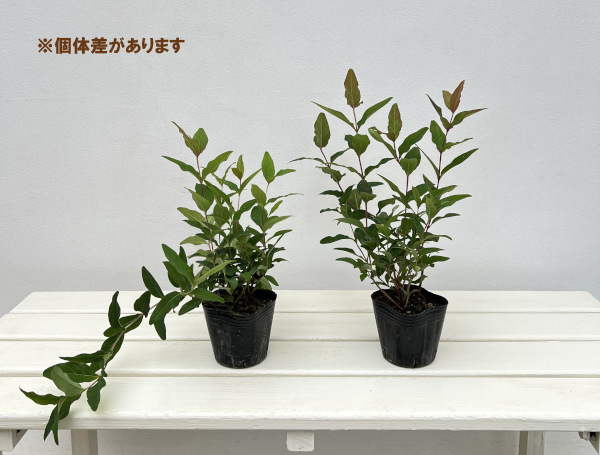 ヒペリカム：ミラクルナイト3号ポット