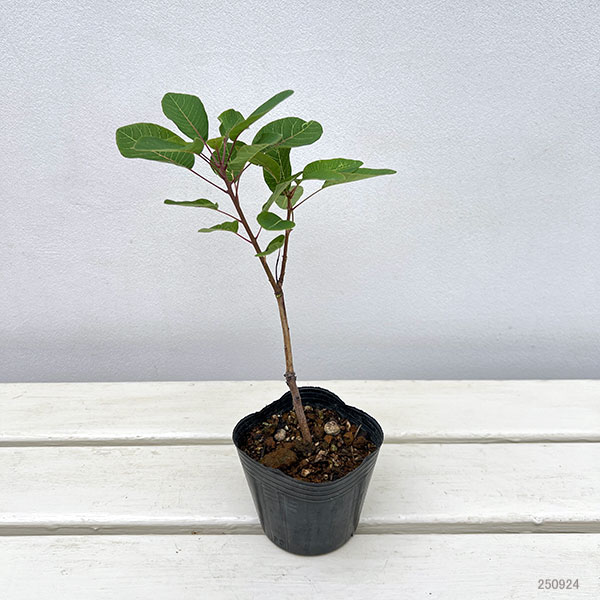 スモークツリー：マロンシュシュ3号ポット