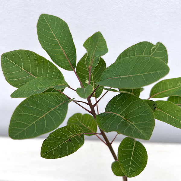 スモークツリー：マロンシュシュ3号ポット