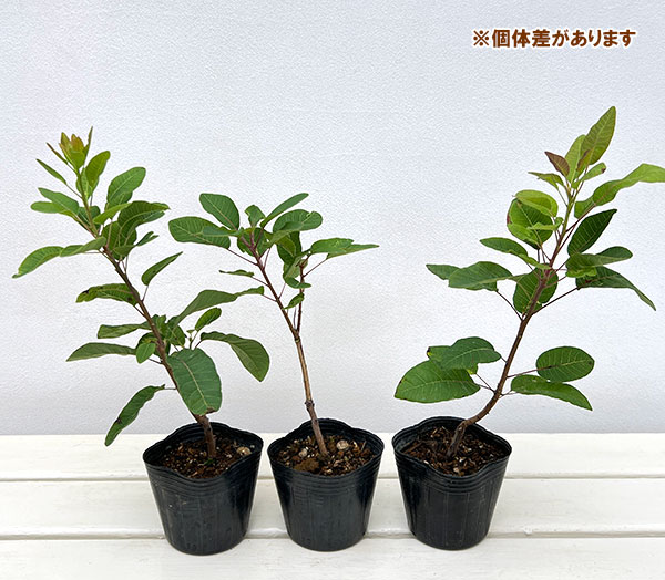 スモークツリー：マロンシュシュ3号ポット