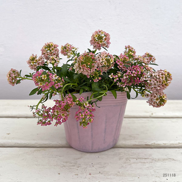 アリッサム：アルールオレンジ系3.5号ポット