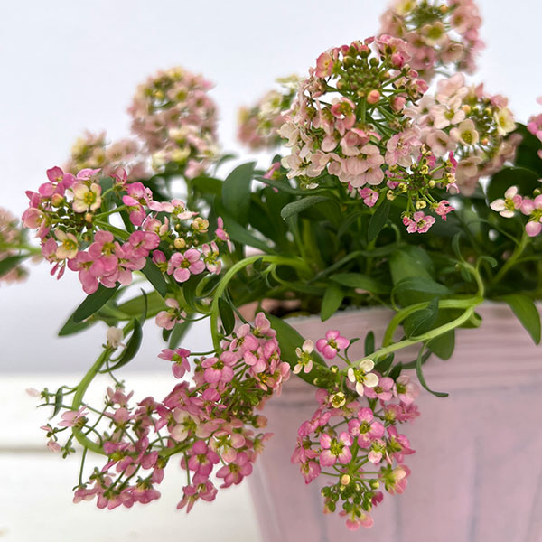 アリッサム：アルールオレンジ系3.5号ポット