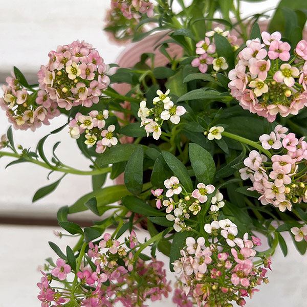 アリッサム：アルールオレンジ系3.5号ポット