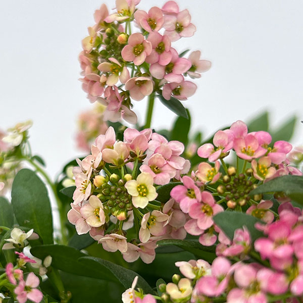 アリッサム：アルールオレンジ系3.5号ポット