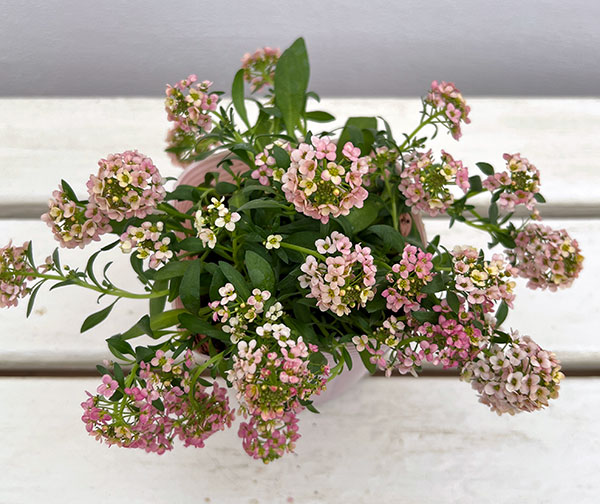 アリッサム：アルールオレンジ系3.5号ポット