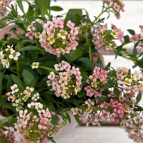 アリッサム：アルールオレンジ系3.5号ポット