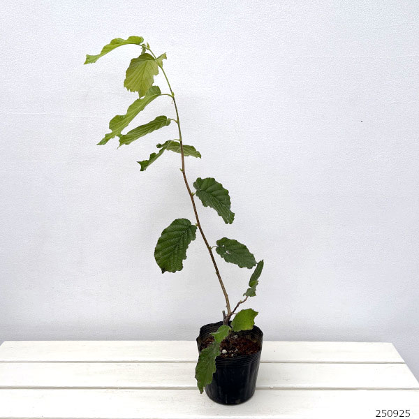 ヘーゼルナッツ（イタリアン）：トンダ ジェンティーレ デレ ランゲ4～4.5号ポット