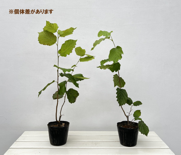 ヘーゼルナッツ（イタリアン）：トンダ ジェンティーレ デレ ランゲ4～4.5号ポット