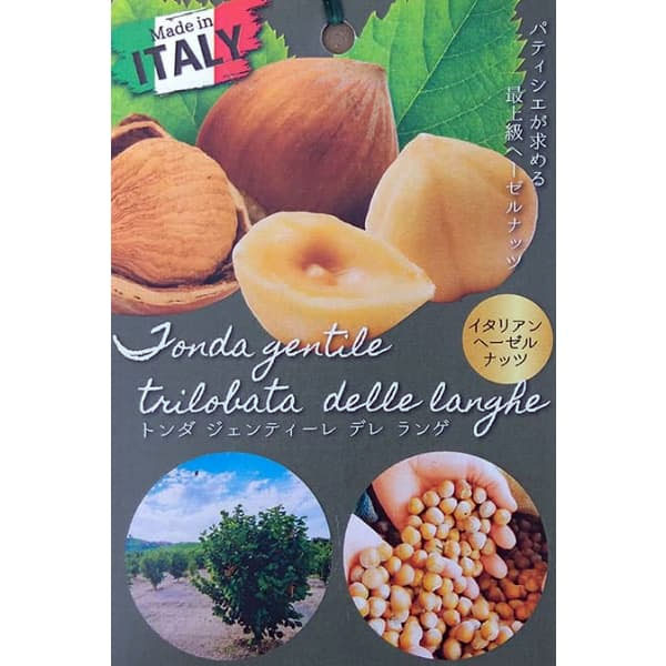 ヘーゼルナッツ（イタリアン）：トンダ ジェンティーレ デレ ランゲ4～4.5号ポット