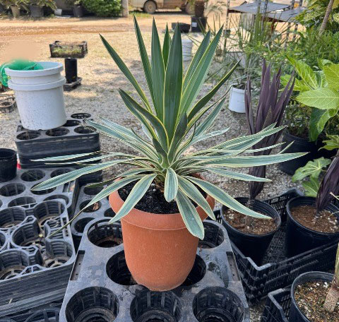 ユッカ：グロリオサ バリエゲイテッド 8号鉢植え