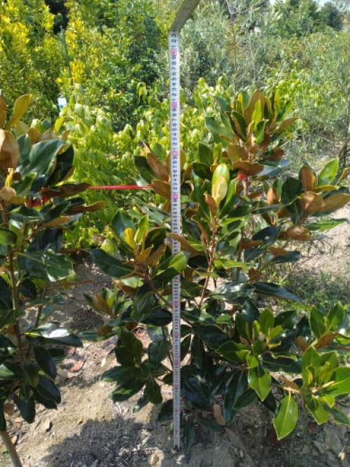 タイサンボク　枝　中型 楽天市場】タイサンボク（植木｜ガーデニング・農業）：花・ガーデン