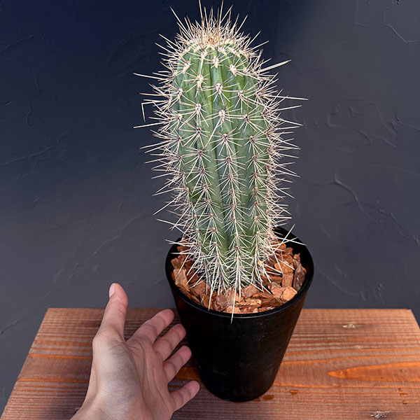 サボテン:武倫柱(ブリンチュブウ)5号鉢植え